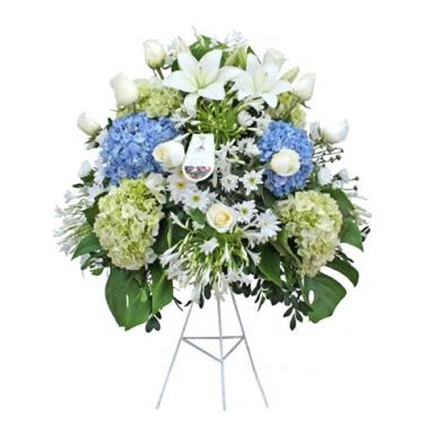 Lágrima floral Agapantos Blancos