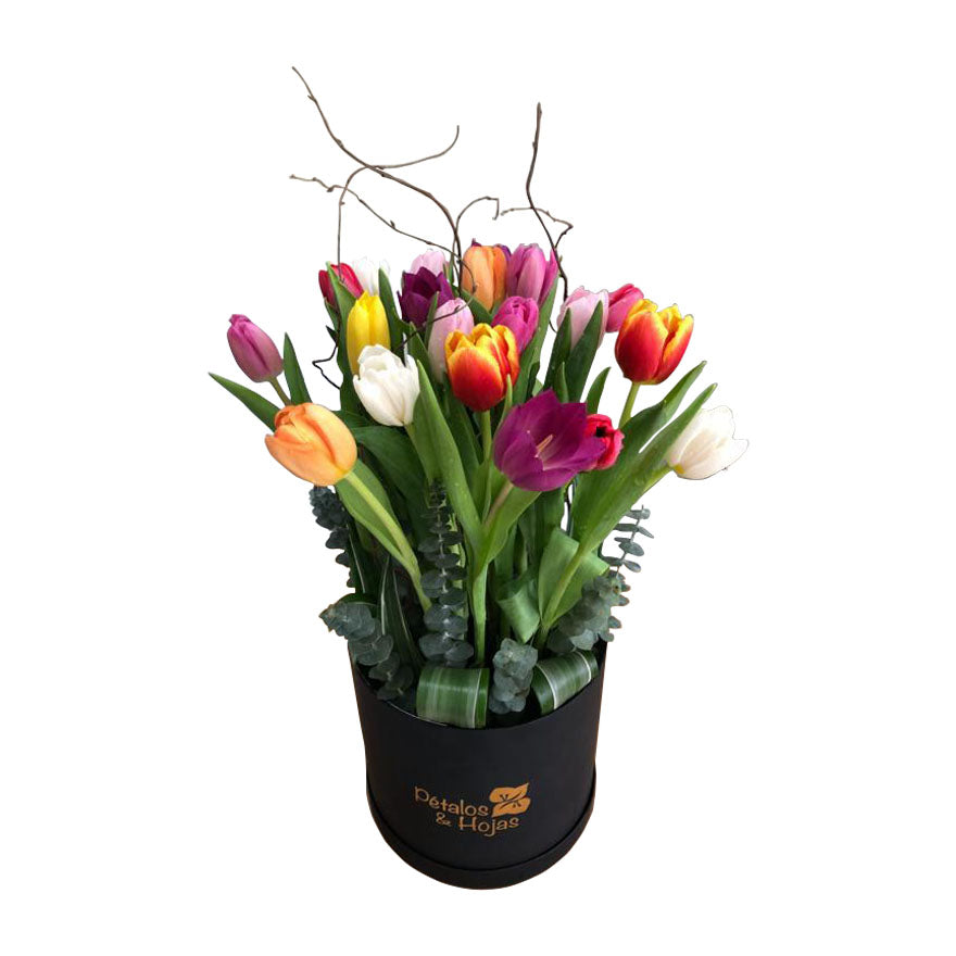 Tulipanes Analucia x 20